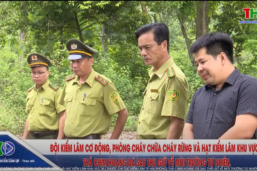 ĐỘI KIỂM LÂM CƠ ĐỘNG, PHÒNG CHÁY CHỮA CHÁY RỪNG VÀ HẠT KIỂM LÂM KHU VỰC VI ( THUỘC CHI CỤC KIỂM LÂM TP HẢI PHÒNG) THẢ CHIM HOANG DÃ SAU THU GIỮ VỀ MÔI TRƯỜNG TỰ NHIÊN