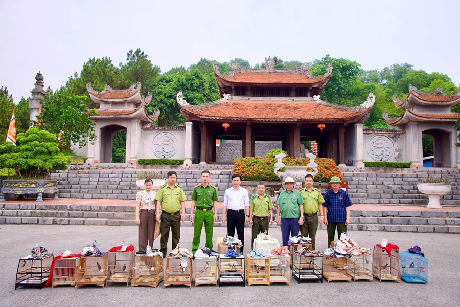 HẠT KIỂM LÂM KHU VỰC III - CHI CỤC KIỂM LÂM PHỐI HỢP, TỔ CHỨC THẢ 19 CÁ THỂ CHIM CHÀO MÀO VỀ MÔI TRƯỜNG TỰ NHIÊN