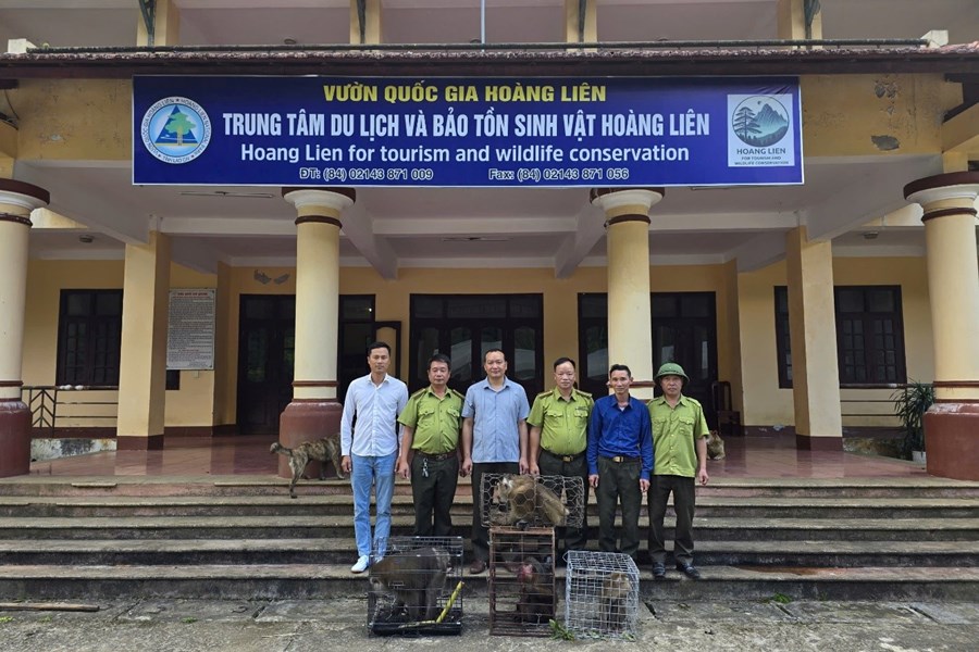 Hạt Kiểm lâm Khu vực III - Chi cục Kiểm lâm  bàn giao cá thể Khỉ mặt đỏ, Khỉ đuôi lợn quý hiếm cho cơ quan chức năng cứu hộ, tái thả