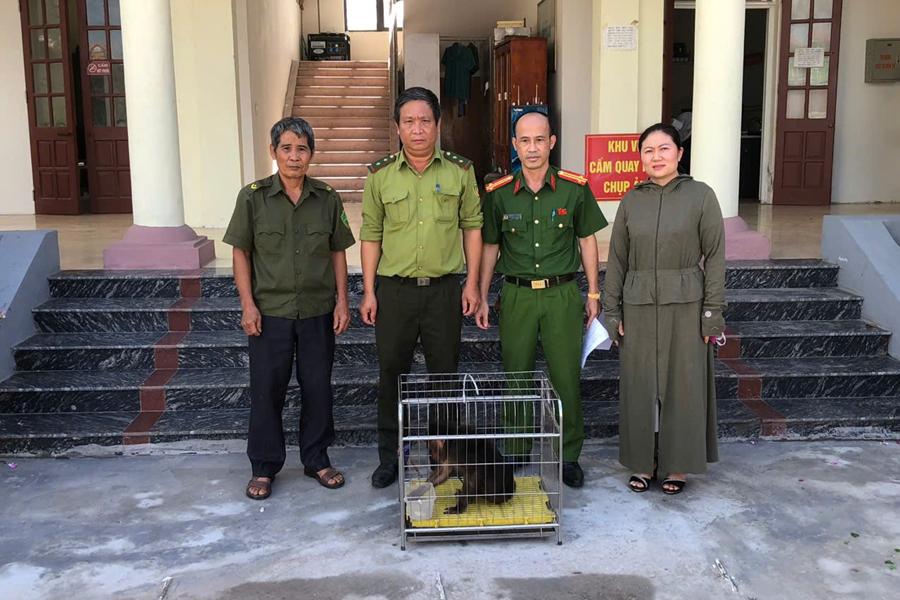 Hạt Kiểm lâm Khu vực III, Chi cục Kiểm lâm bàn giao các cá thể 01 Khỉ mặt đỏ, 01 Khỉ đuôi lợn, 01 Khỉ vàng, 01 Khỉ mốc và 01 cá thể Trăn đất quý hiếm cho cơ quan chức năng cứu hộ, tái thả tại Vườn Quốc gia Vũ Quang